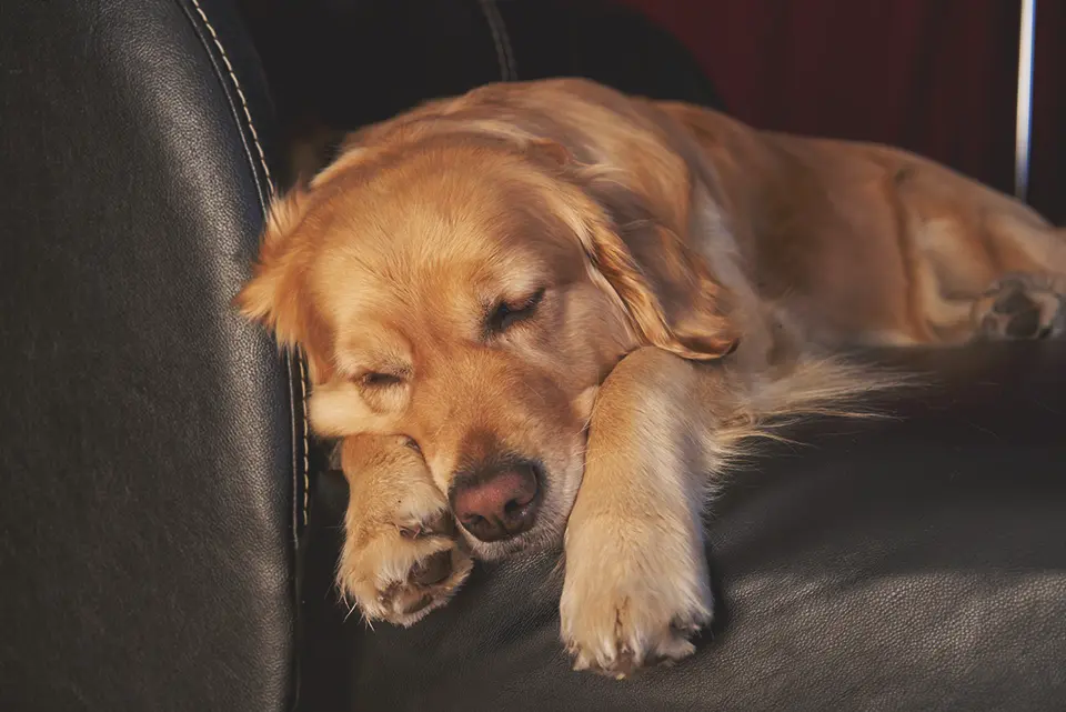 Cão dourado dormindo relaxado em um sofá de couro escuro